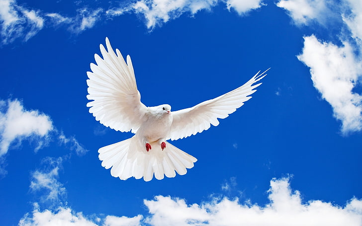 white pigeon, the sky, dove, white dove, bird, flying, animal, HD wallpaper