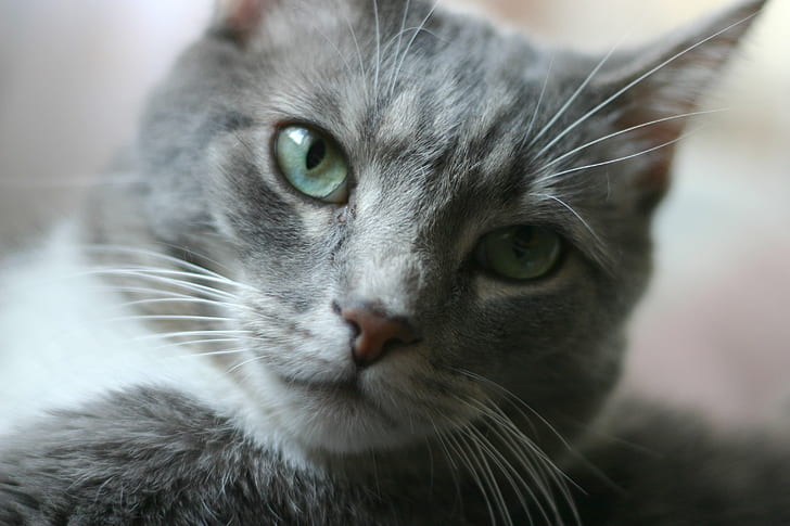 grey tabby cat, Ziggy's, glamour shot, cats, animal, furry, gray, HD wallpaper