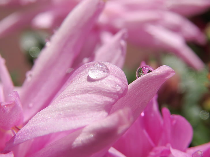 pink flower photography, nature, plant, pink Color, close-up, HD wallpaper