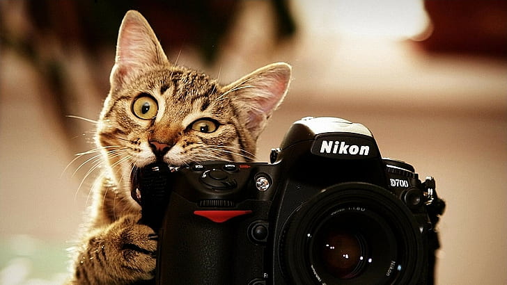 animals, Nikon, cat, camera, Photoshop, HD wallpaper