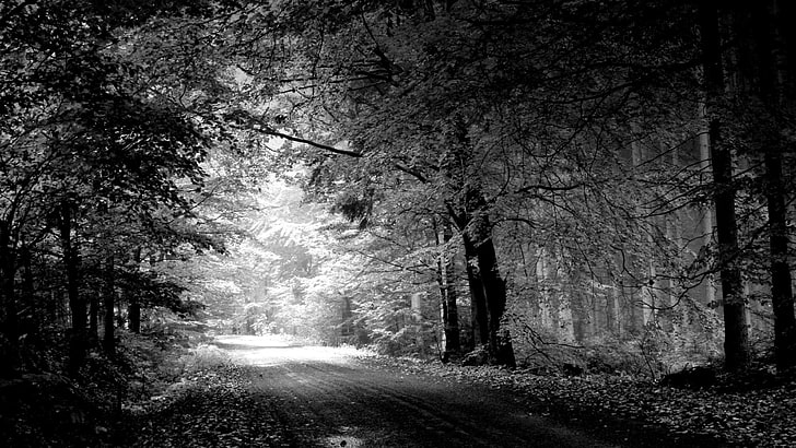 monochrome, forest, way, road, trees