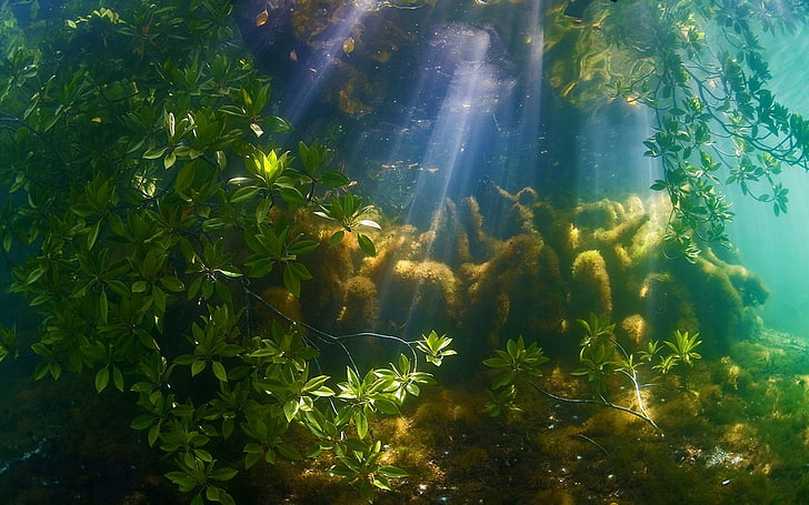 A mangrove forest near Palau-2016 Bing Desktop Wal.., plant, nature, HD wallpaper