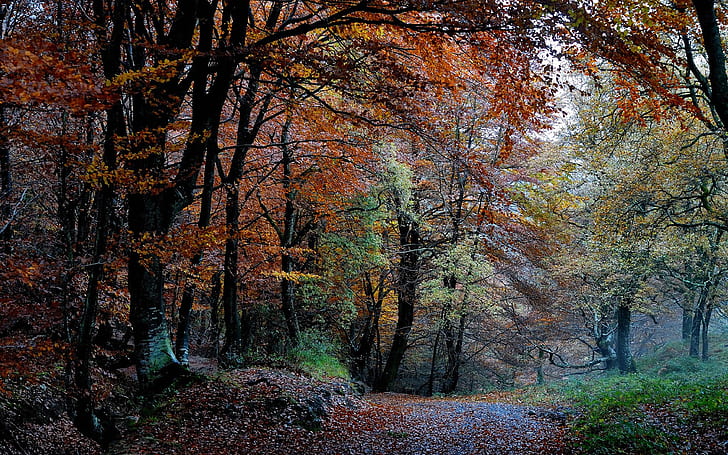 Nature forest, autumn, trees, leaves, path, HD wallpaper