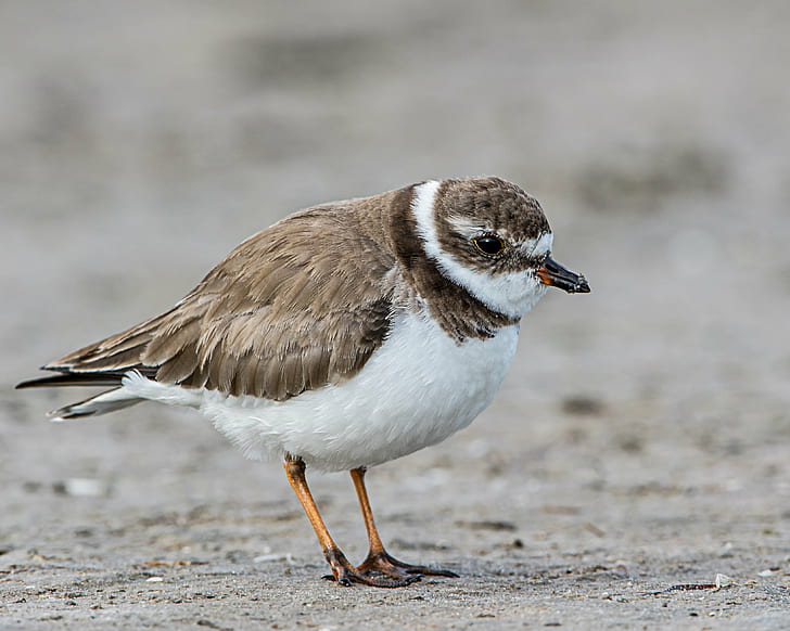 brown and white short-beak birds, semipalmated plover, semipalmated plover