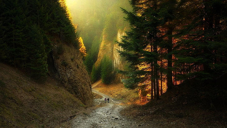 green leafed tree, canyon, path, forest, sunlight, mountains
