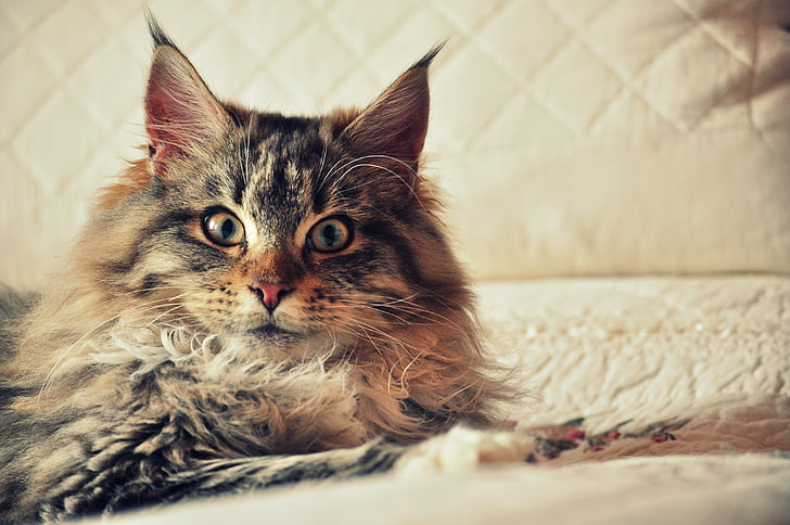 adult gray Maine Coon, cat, fluffy, look, pets, domestic Cat, HD wallpaper