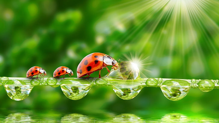 three ladybugs, water drops, insect, sparkles, animals, animal wildlife