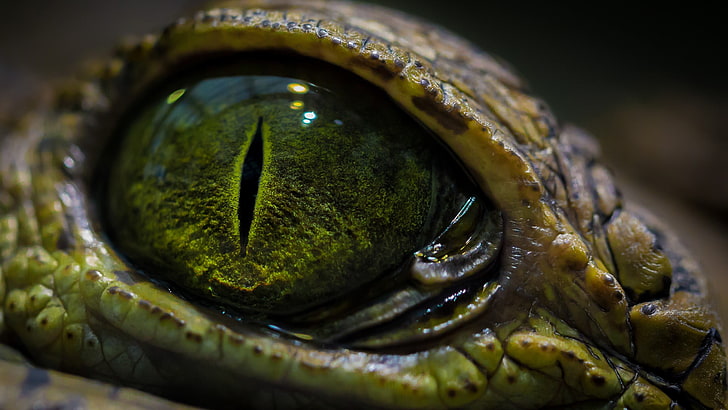 green reptile eye, close-up photo of crocodile's eye, eyes, macro