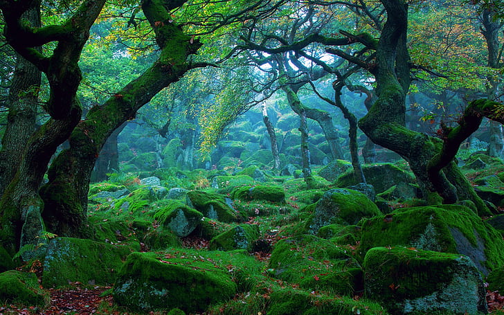 Nature landscape, forest, mist, rocks, moss, green