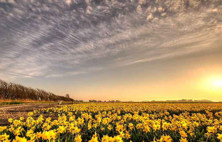 photography of yellow petaled flower field during golden hour, HD wallpaper