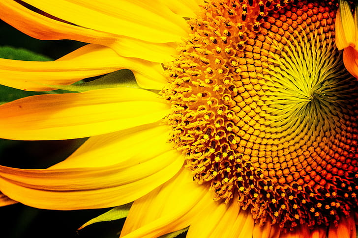 Sunflower flower closeup photo, sunflower, NJ, New Jersey, wildflowers, HD wallpaper