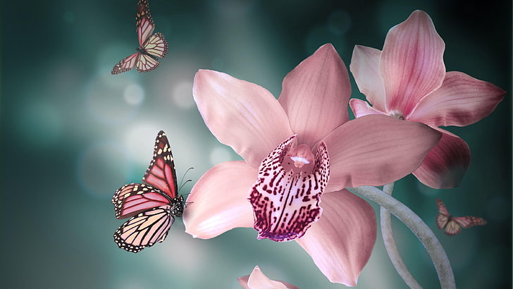 flower, pink, insect, flora, butterfly, blossom, macro photography