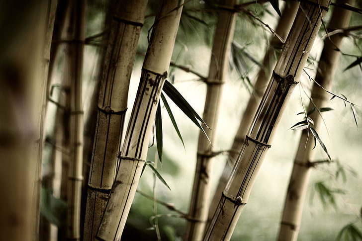 bamboo illustration, macro, nature, trees, plants, no People, HD wallpaper