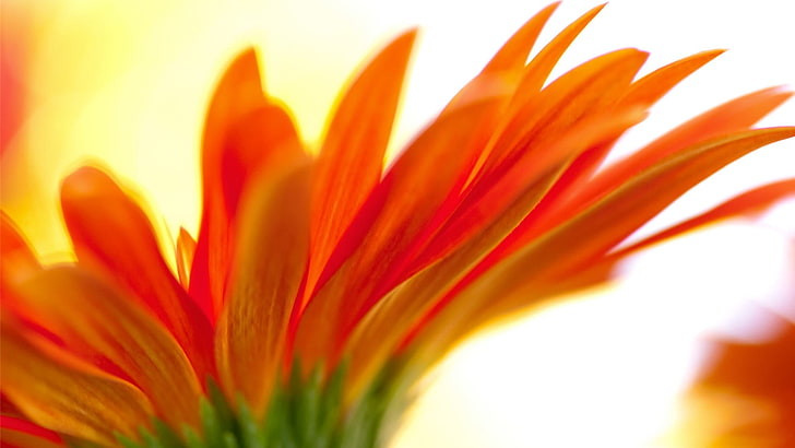 orange petaled flower, flowers, orange flowers, plants, flowering plant, HD wallpaper