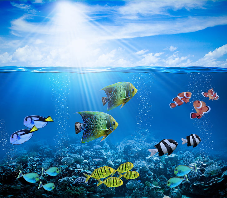 Fish Wallpaper 🐠 | Underwater art, Ocean art painting, Underwater pictures-omiya.com.vn