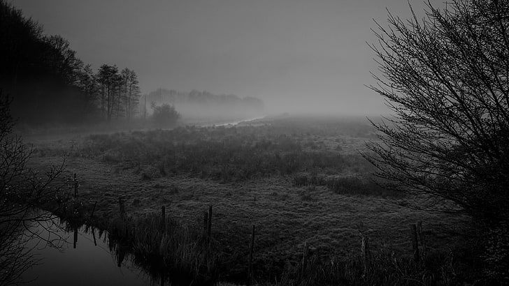bare tree, photography, nature, monochrome photography, mist
