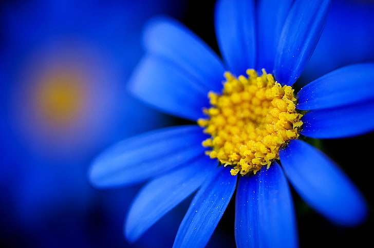blue daisy flower, macro, flowers, blue flowers, nature, plant, HD wallpaper