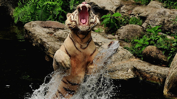brown tiger, roar, jumping, solid, rock, mammal, water, rock - object, HD wallpaper