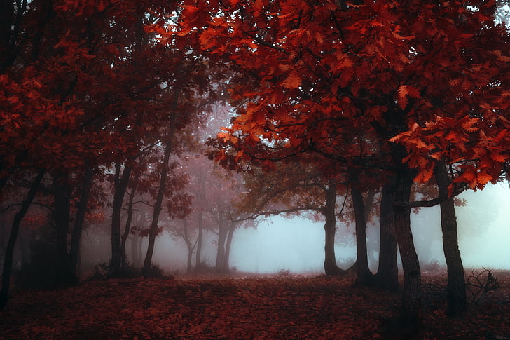 red leafed trees, photo of tree with red leaf surrounded by fog