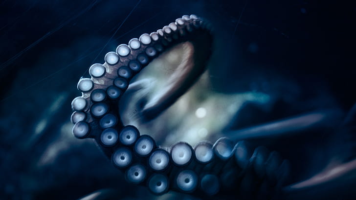 Octopus Tentacle Dark HD, animals