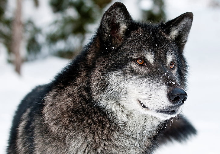black and white wolf, predator, face, eyes, snow, dog, winter