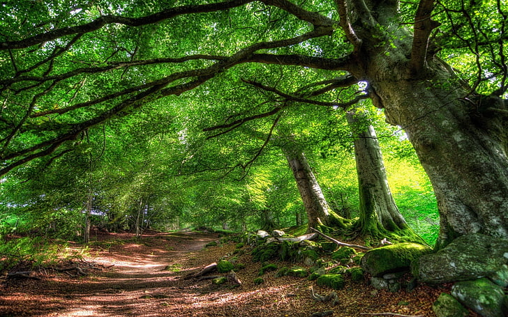 40000 Best Forest Photos  100 Free Download  Pexels Stock Photos