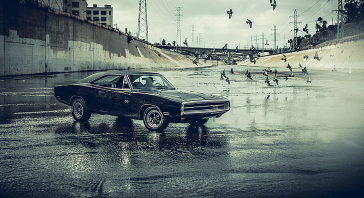black coupe, Dodge Charger, car, water, birds, black cars, transportation, HD wallpaper