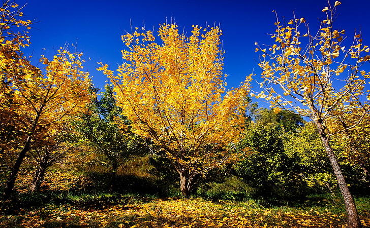 Chinese Ginkgo Trees Fall, Seasons, Autumn, Nature, Yellow, Leaves, HD wallpaper