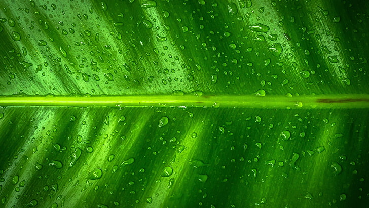 green leaf, dew, moisture, drop, macro photography, close up, HD wallpaper