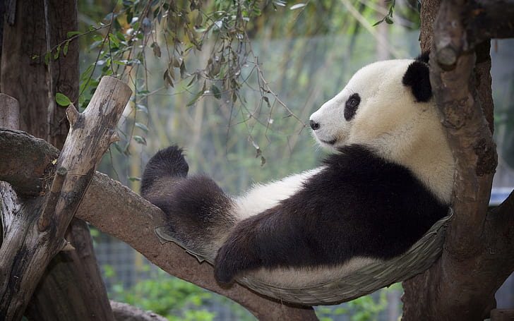 Panda relaxation, rest, tree, HD wallpaper