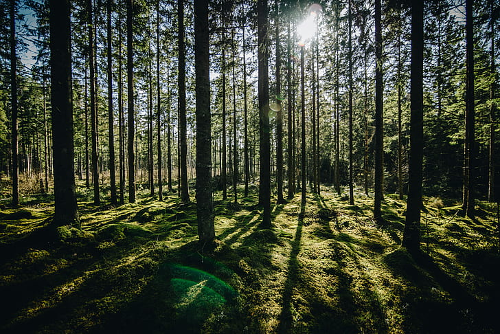 forest, green, sunlight, trees, nature, HD wallpaper