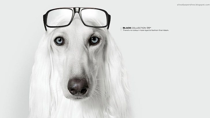 adult white Afghan hound portrait, artwork, dog, glasses, commercial, HD wallpaper