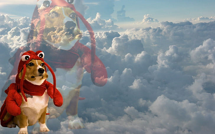 clouds, Dodge, dog, inspirational, Lobsters, sky, whatthefuckamidoing