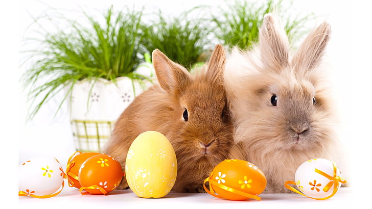 easter, bunny, rabbit, easter eggs, bunnies, mammal, food, animal, HD wallpaper