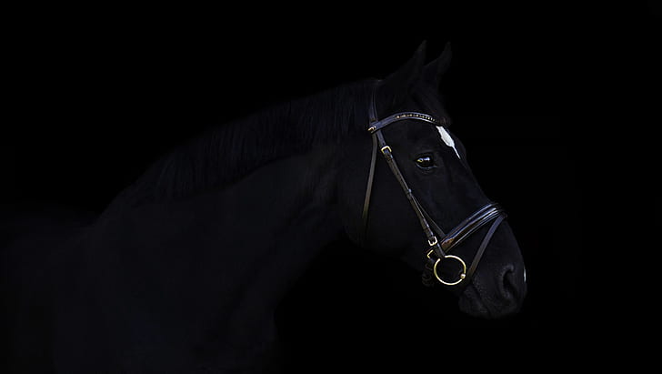 dark, horse, animals, HD wallpaper