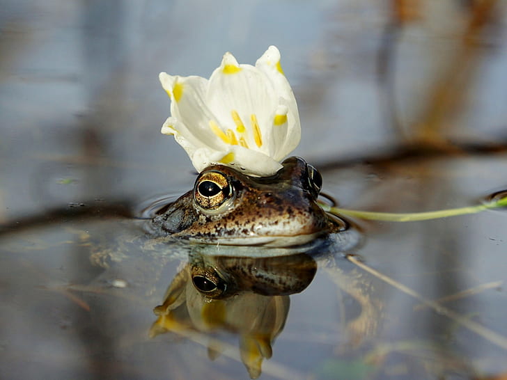 Frog princess, flower, crown, water, HD wallpaper