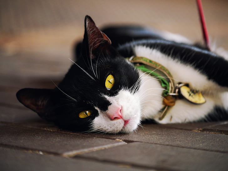 black and white fur cat lying on floor, GX1, Lumix, Panasonic, HD wallpaper