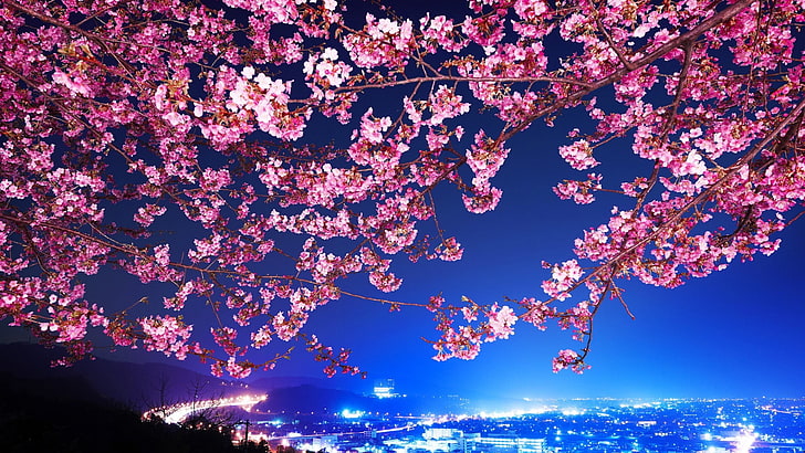 pink cherry blossom, photo of pink cherry blossom tree \, flowers, HD wallpaper