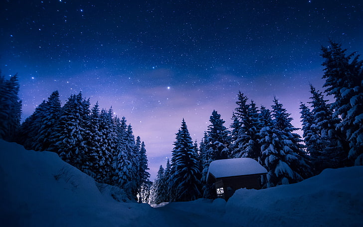 pine trees, nature, winter, snow, night, stars, forest, cabin, HD wallpaper