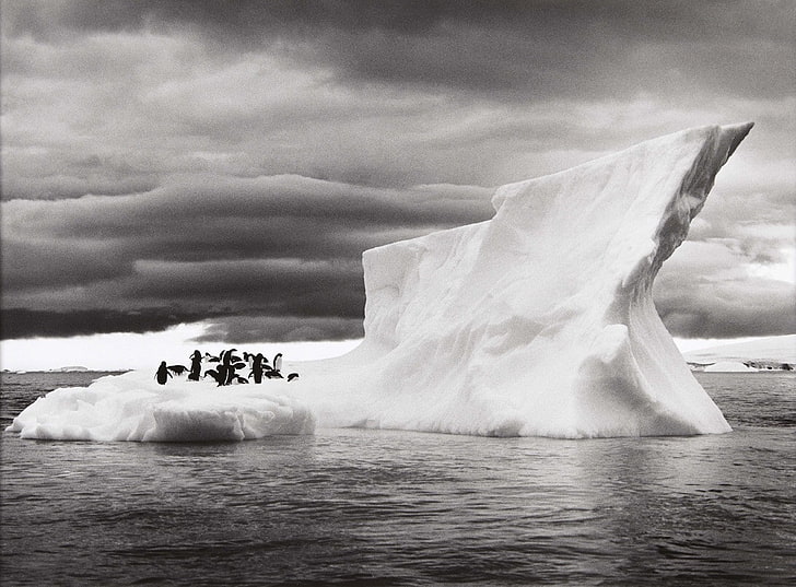 animals, Antarctica, clouds, ice, Iceberg, landscape, monochrome, HD wallpaper
