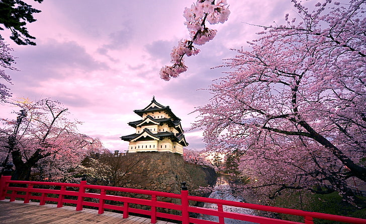 Cherry Blossoms, Japan, white and black house, Asia, Travel, Beautiful, HD wallpaper