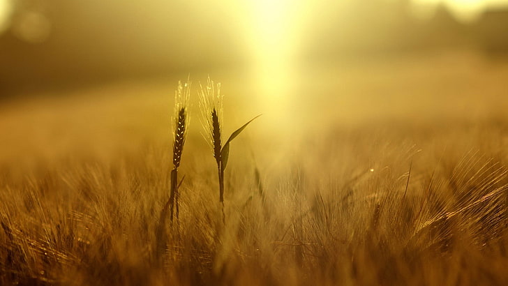 wheat, plants, nature, field, depth of field, yellow, spikelets, HD wallpaper