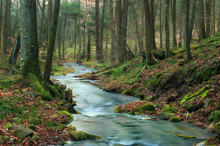 time lapse photography of river surrounded by trees in forest during daytime, HD wallpaper