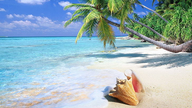 Tropical island sandy beach ocean turquoise water sea snail green palm trees Horizon Wallpaper HD for Desktop 3840×2160, HD wallpaper