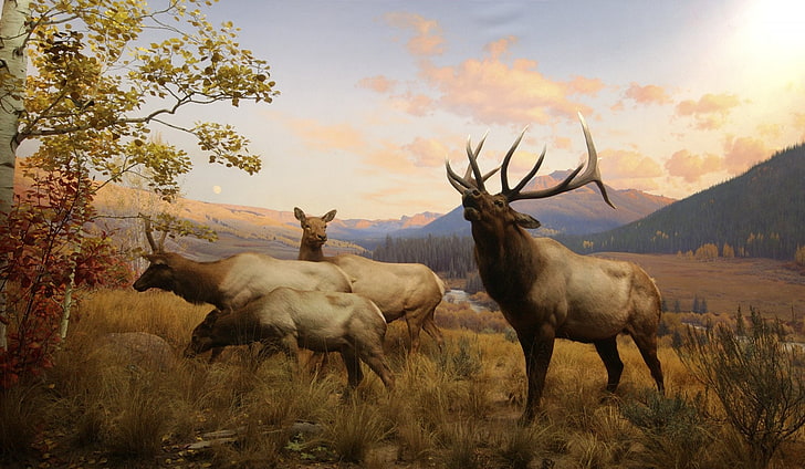 Animal, Elk, HD wallpaper