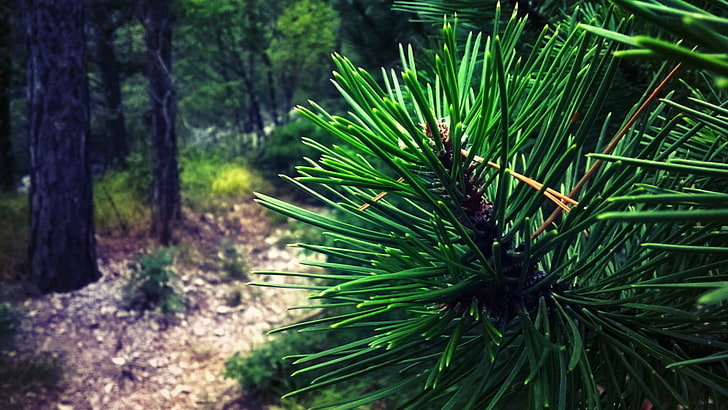 plants, forest, green, pine trees, closeup, nature, green color, HD wallpaper