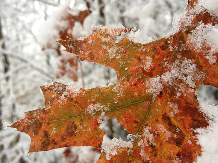 winter, leaves, trees, snow, photography, nature, autumn, close-up