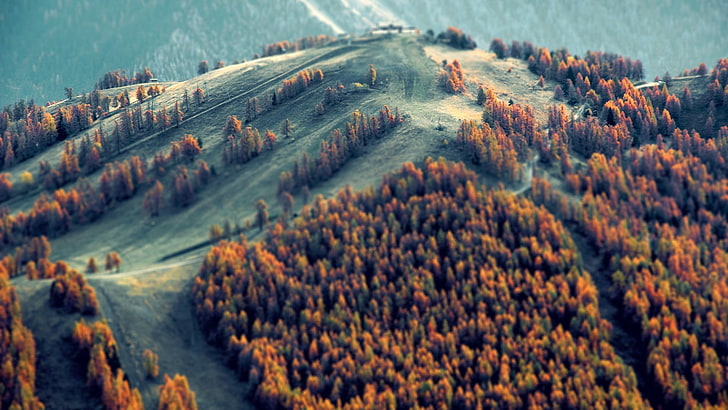 brown leafed trees, mountain cover by brown trees, nature, landscape