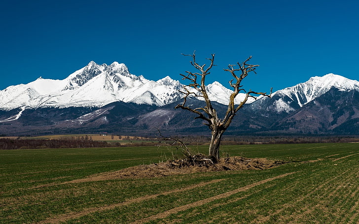 bare tree, nature, landscape, trees, field, Tatra Mountains, Slovakia, HD wallpaper