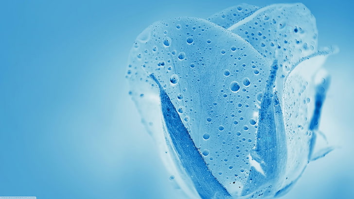 blue tulip, drops, water drops, rain drops, bluish, bubble, HD wallpaper